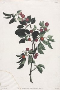 Sammlung der Blumen und Früchte: Zweige von frühen Kirschen von Jean Louis Prevost