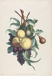 Sammlung von Blumen und Früchten: Zweige von Rousselet, Pfirsich, Pflaume und Traube