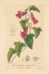 Flore des Jardiniers, Amateurs et Manufacturiers: Maurandia semperflorens