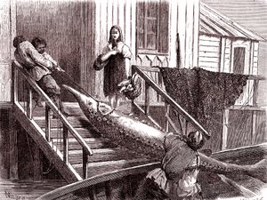 Störfischen am Fluss Wolga, Russland. 1867 (Gravur)