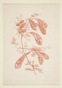 Ohne Titel (Ideale Blumen), aus einem Satz von sechs von Jeanne Deny