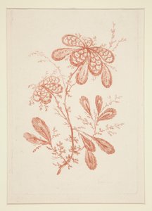Ohne Titel (Ideale Blumen), aus einem Satz von sechs