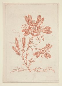 Ohne Titel (Ideale Blumen), aus einem Satz von sechs von Jeanne Deny