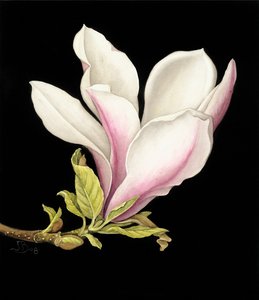 Magnolie