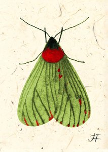 Fliegenmotte, 2024 von Jenny Frean