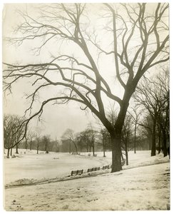 Boston Common & Froschteich, bei Baum, Boston, USA, um 1902-10