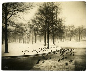 Common mit Tauben, Boston, USA, ca. 1902-10
