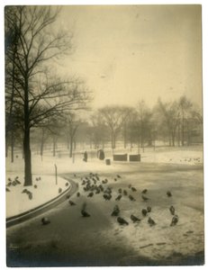 Common mit Tauben, Boston, USA, um 1902-10