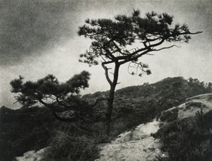 Berühmte Torrey-Kiefern von Jessie Tarbox Beals
