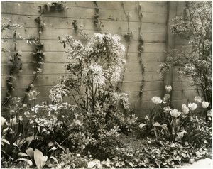 Mr & Mrs John Morgan, 39 W 11 St, Andromeda-Pflanze, Greenwich Village, New York, USA, ca. 1939-40 von Jessie Tarbox Beals