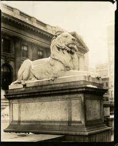 Der hochmütige Löwe vor der Bibliothek Er versteht Gertrude Steinish, New York, USA, ca. 1905-40 von Jessie Tarbox Beals
