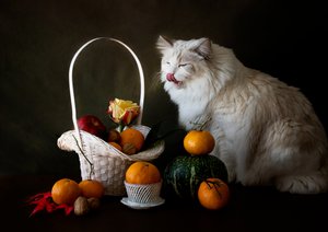 Herbstfrüchte Stillleben mit Katze