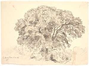 Studie von Bäumen. Classens Have