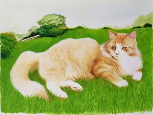 Roter Kater im Feld