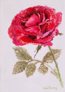 Eine rote Rose, 2000, Aquarell auf handgeschöpftem Papier von Joan Thewsey