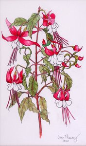Fuchsien, 2000, Bleistift mit Aquarell