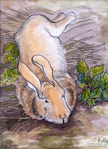 Holly, der riesige Kontinentalhase