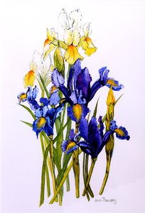 Drei violette und zwei gelbe Schwertlilien mit Knospen