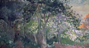 Der graue Baum, Sa Calobra, Mallorca von Joaquim Mir i Trinxet