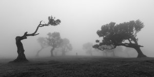 Krumme Bäume im Nebel von Jochen Bongaerts