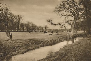 Wo der Beverley Brook durch den königlichen Jagdpark von Richmond fließt von Joel