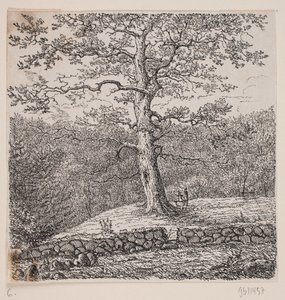 Niels Ebbesens Eiche bei Nørreris von Johan Aagaard