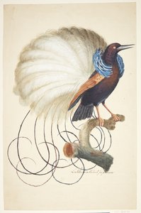 Exotischer Vogel von Johan Christian Ernst Walter