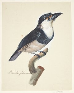 Vogel