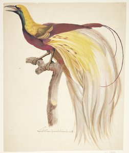 Großer Paradiesvogel