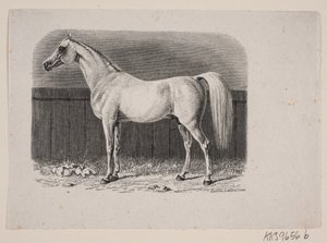 Ein Pferd von Johan Frederik Rosenstand