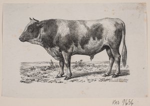 Ein Stier von Johan Frederik Rosenstand