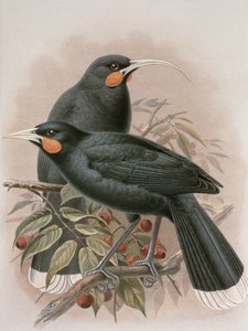 Huia, Illustration aus 