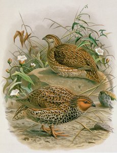 Neuseeländische Wachtel, Illustration aus 