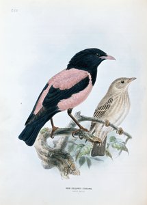 Rosenfarbener Star