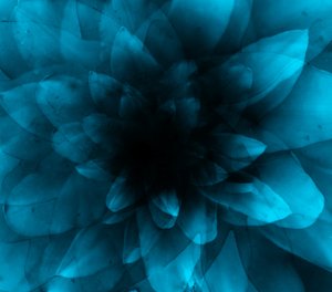 Blaue Blume