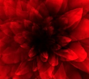 Rote Blume