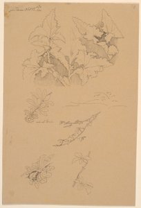 Blatt- und Blumenstudien