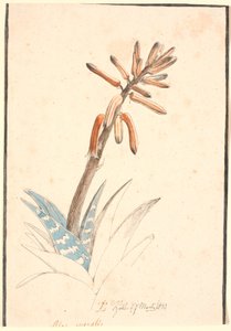 Blühende Aloe von Johan Thomas Lundbye