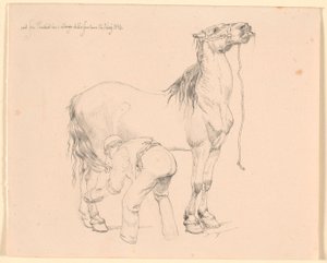 Ein Pferd wird gestriegelt