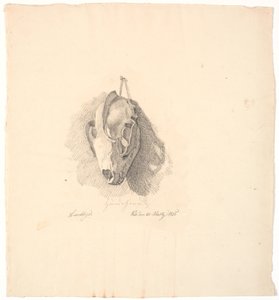Hundeschädel
