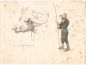 Studie des Kopfes eines Holzochsen und eines stehenden Feldmaus