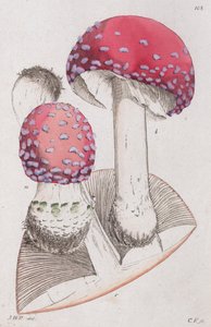 Fliegenpilz, 1804-1811