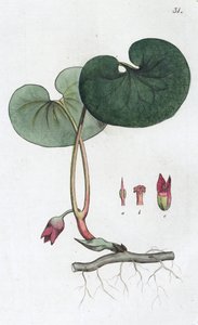 Haselwurz
