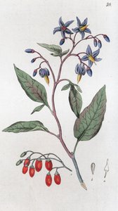 Bittersüß Solanum dulcamara