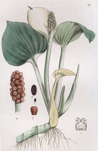 Sumpf-Calla Calla palustris, 1804-1811