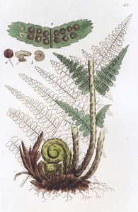 Männlicher Farn Dryopteris filix-mas