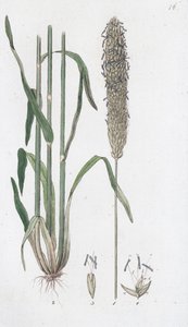 Wiesen-Fuchsschwanz Alopecurus pratensis