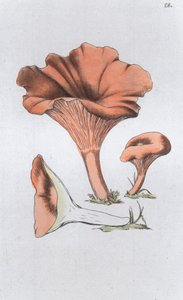 Merulius cantharellus von Johan Wilhelm Palmstruch