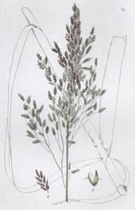 Rohr-Süßgras von Johan Wilhelm Palmstruch