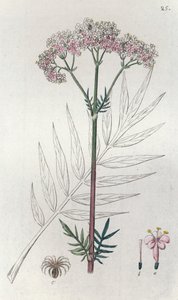 Baldrian Valeriana officinalis, 1804-1811